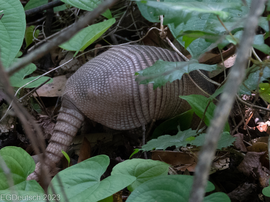 Ninebanded Armadillo from Durbin, Jacksonville, FL, USA on May 28