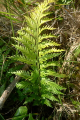 Asplenium appendiculatum appendiculatum