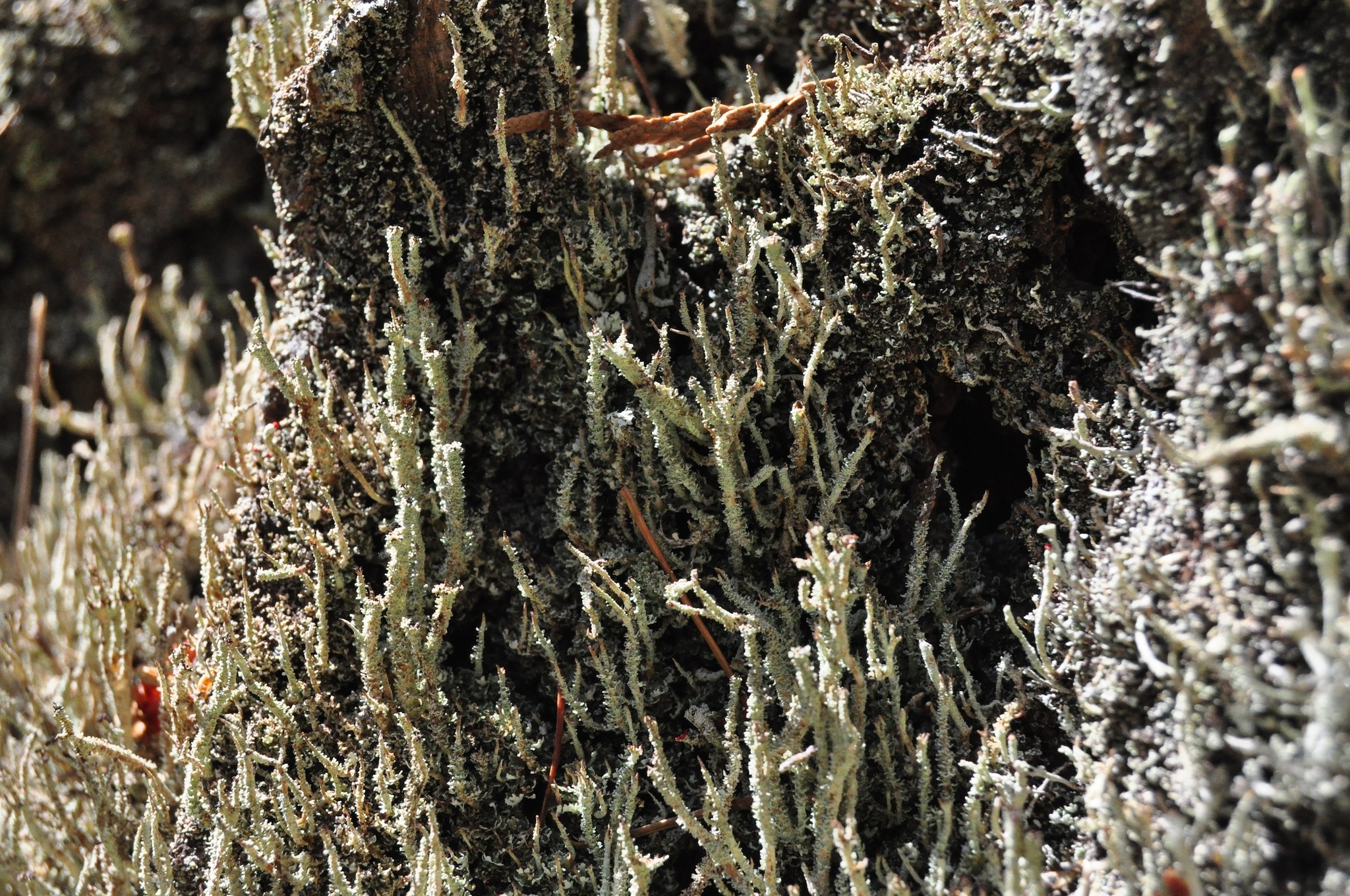 Cladonia squamosa image