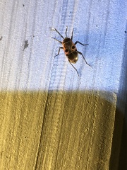 Physopelta cincticollis