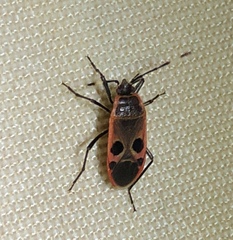 Physopelta cincticollis