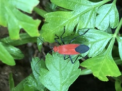 Leptocoris augur