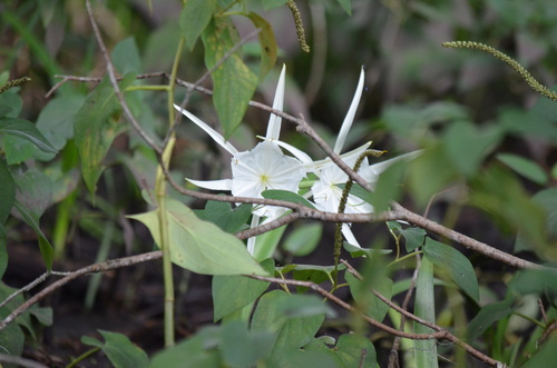 Hymenocallis rotata, photograph 6