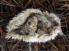 Atelerix albiventris