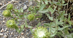 Grindelia squarrosa serrulata