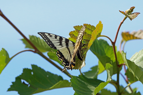 Canadian Tiger Swallowtail