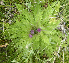 Cirsium scariosum congdonii