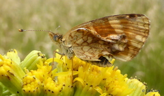 Phyciodes pulchella