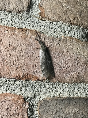 Spring fishfly