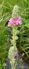 Sidalcea oregana