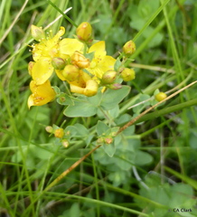 Hypericum anagalloides