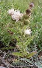 Cirsium cymosum