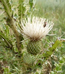 Cirsium cymosum