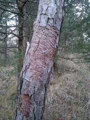 Dendroctonus frontalis