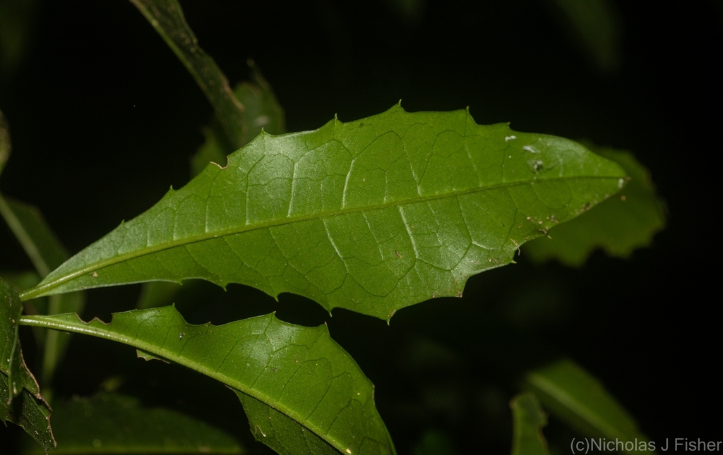 Featherwood from Tamborine Mountain QLD 4272, Australia on May 29, 2023