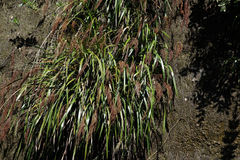 Machaerina sinclairii