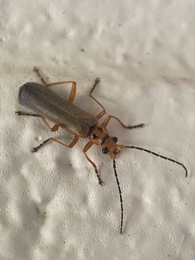 Podabrus binotatus
