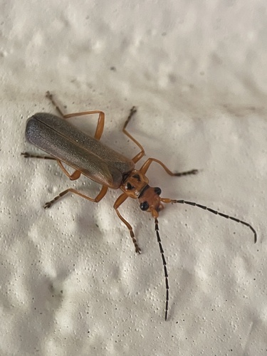 Podabrus binotatus
