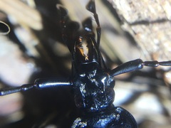 Scaphinotus cristatus