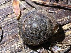 Vespericola armigera