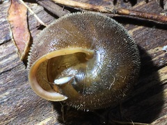 Vespericola armigera