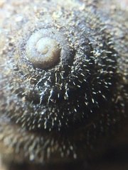 Vespericola armigera