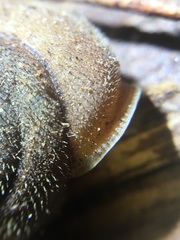 Vespericola armigera