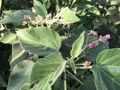Melochia villosissima