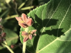 Melochia villosissima