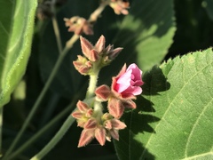 Melochia villosissima