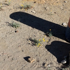 Anthemis pseudocotula