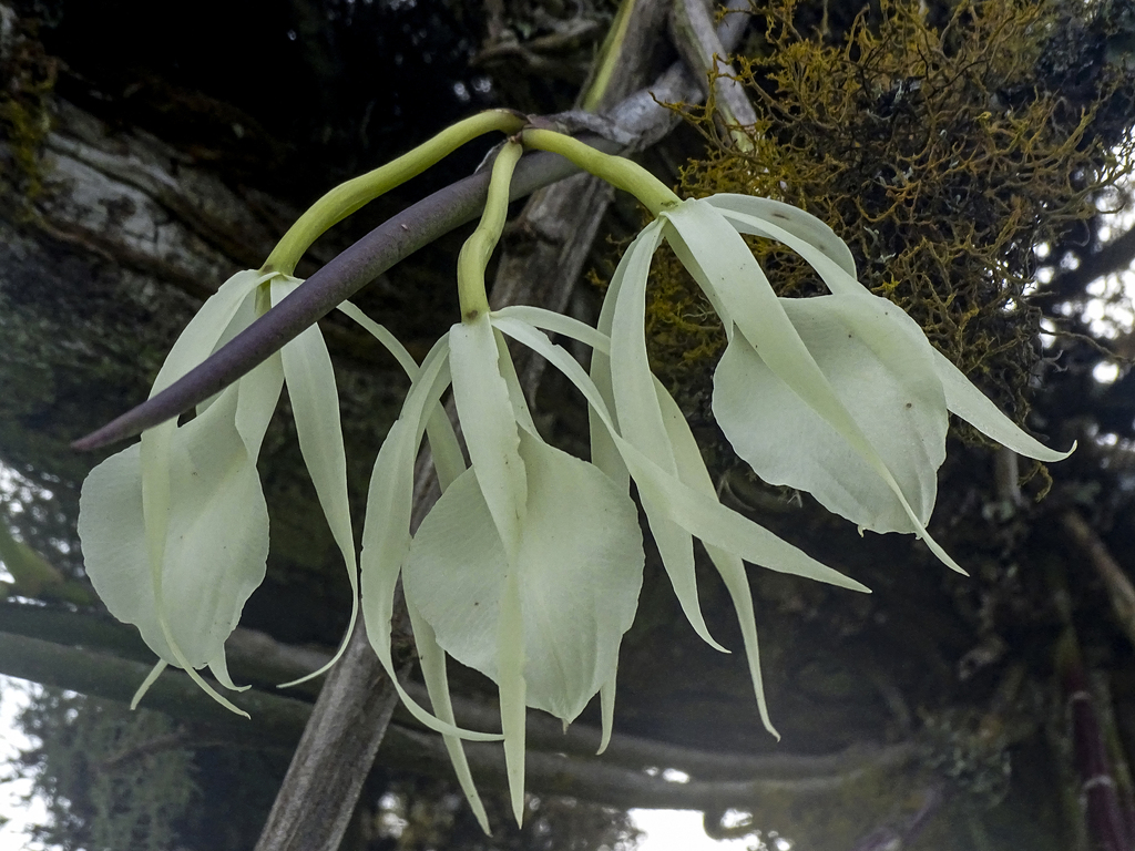 Brassavola ovaliformis