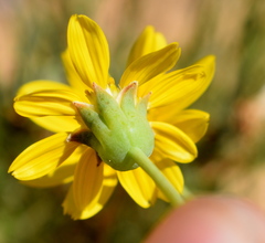 Othonna leptodactyla