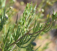 Othonna leptodactyla