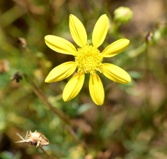 Othonna leptodactyla