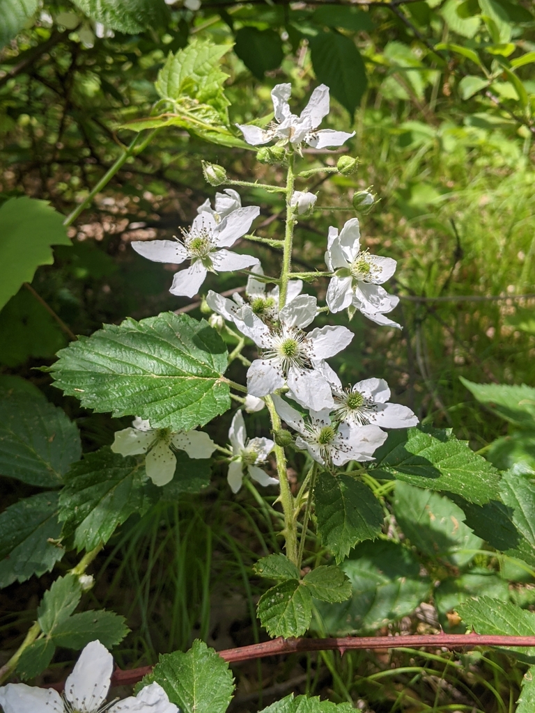 Old Field Blackberry (Rubus of Minnesota) · iNaturalist