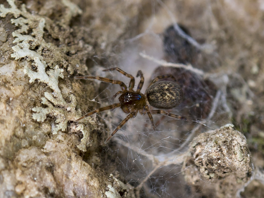 Tolokonniella truncata