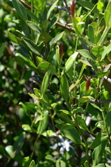 Jasminum glaucum