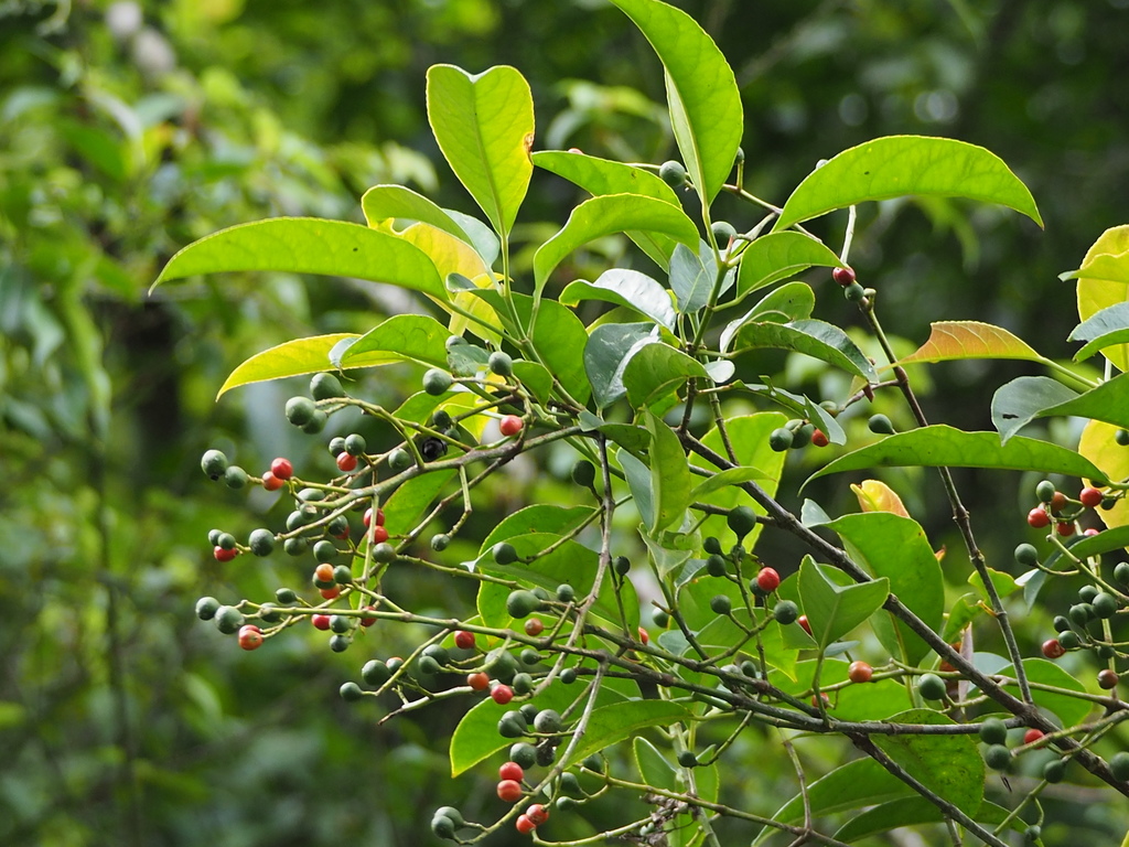 Turpinia indochinensis