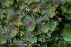 Pellia neesiana
