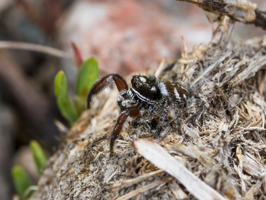 Pellenes nigrociliatus