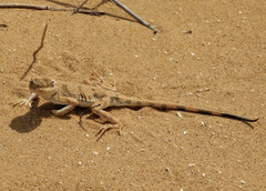 Phrynocephalus guttatus