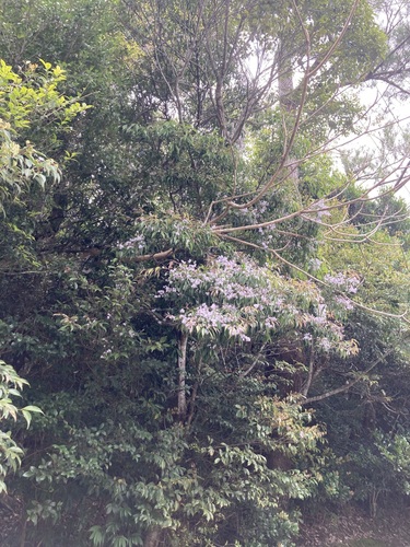 Symplocos liukiuensis iNat (3)