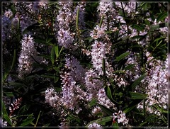 Veronica strictissima