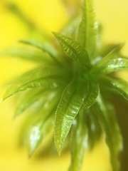 Atrichum selwynii