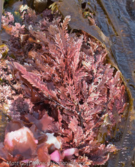 Neoptilota asplenioides