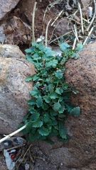Scrophularia xylorrhiza