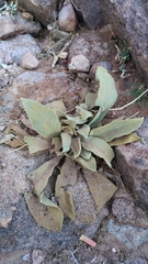 Verbascum sinaiticum