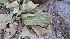 Verbascum sinaiticum