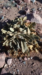 Verbascum sinaiticum